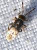 Microterys tessellatus
